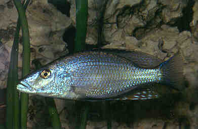 DIMIDIOCHROMIS COMPRESSICEPS